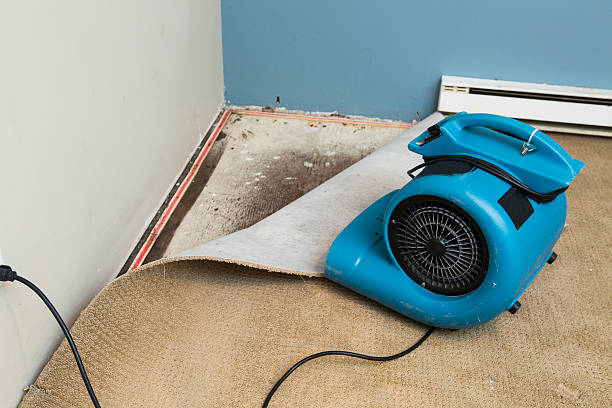 Best Water damage contractors near me  in Kahoka, MO